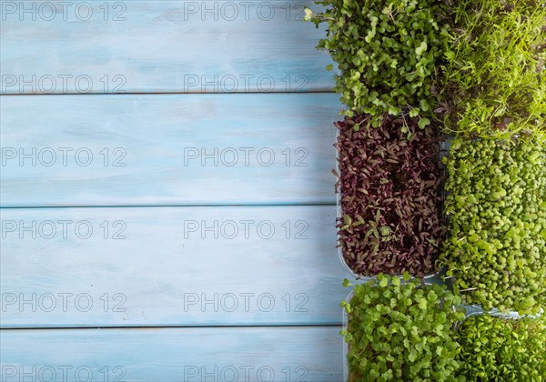 Set of boxes with microgreen sprouts of amaranth, rucola, watercress, mustard, mizuna and kohlrabi