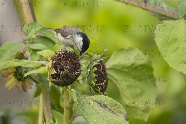 Marsh tit (Poecile palustris) adult bird on a Sunflower (Helianthus spp) seed head, Suffolk,