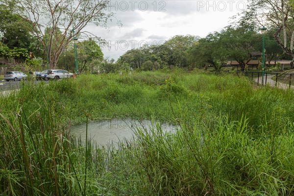 Retention pond with water plants in city park in Kuching, Malaysia, ecology, gardening, landscape