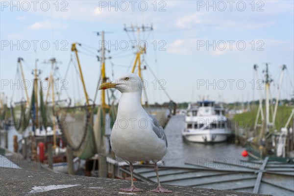 European herring gull (Larus argentatus) in front of shrimp cutter at the harbour of Greetsiel,