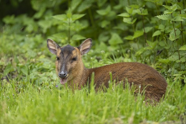 Muntjac deer (Muntiacus reevesi) adult sitting in grassland, Norfolk, England, United Kingdom,