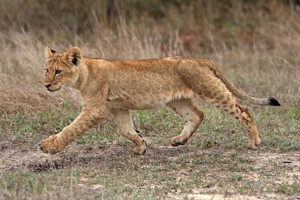 Lion (Panthera leo), young, stalking, running, alert, Sabi Sand Game Reserve, Kruger National Park,