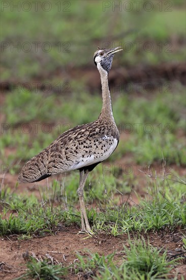 Red-crested Bustard, (Lophotis ruficrista), adult, calling, Kruger National Park, Kruger National