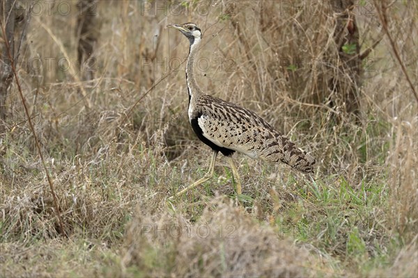 Black-bellied bustard (Lissotis melanogaster), adult, male, foraging, alert, Sabi Sand Game