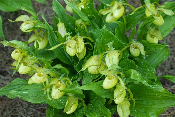 Beautiful orchid flowers of yellow color with green leaves in the garden. Lady's-slipper hybrids.