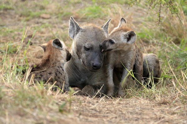 Spotted hyena (Crocuta crocuta), adult, young, mother with young, at the den, social behaviour,