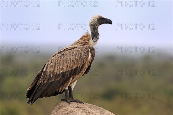 White-backed vulture (Gyps africanus), adult, alert, on rocks, Sabi Sand Game Reserve, Kruger