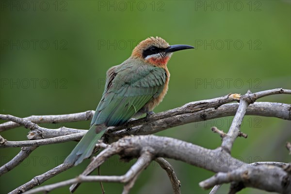 White-fronted bee-eater (Merops bullockoides), adult, on wait, Kruger National Park, Kruger