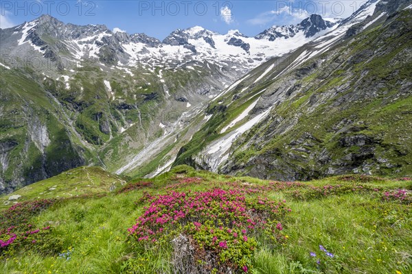 Picturesque mountain landscape with blooming alpine roses, behind mountain peak Grosser Loeffler
