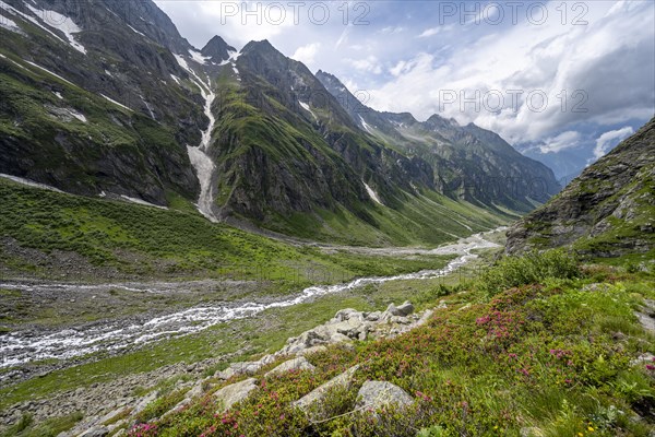 Green mountain valley Floitengrund with mountain stream Floitenbach and blooming alpine roses,