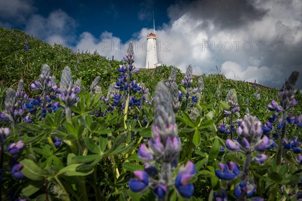 Lupines in front of Reykjanes lighthouse Reykjanesviti on Baejarfell, Reykjanes peninsula, near