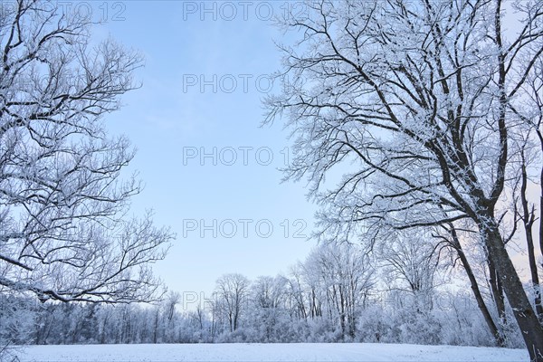 Snowy winter landscape near Polling an der Ammer. Polling, Paffenwinkel, Upper Bavaria, Germany,