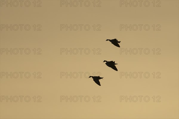 Pink-footed goose (Anser brachyrhynchus) three adult geese in flight at sunset, Norfolk, England,