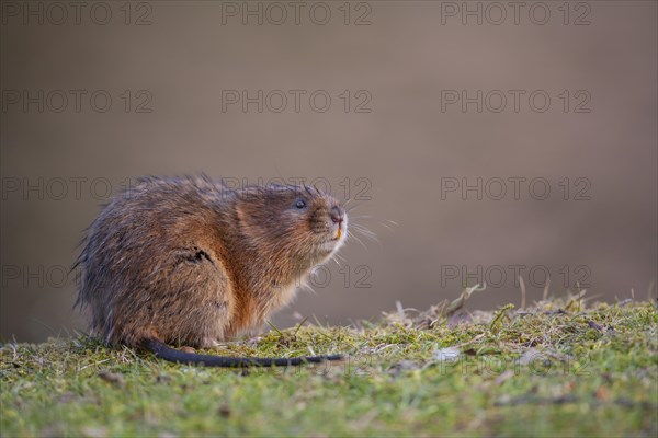 Water vole (Arvicola amphibius) adult animal on a river bank, Derbyshire, England, United Kingdom,