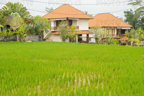 Rice terraces, Campuhan ridge walk, Bali, Indonesia, track on the hill with grass, large trees,