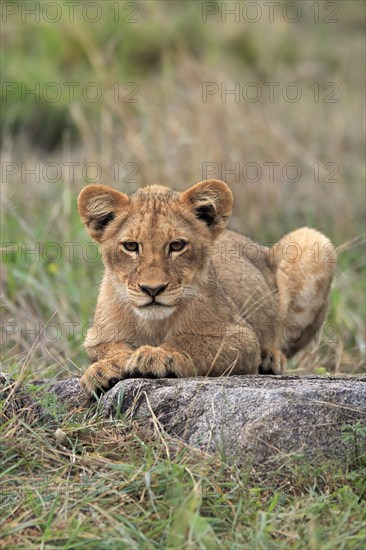 Lion (Panthera leo), young, alert, sitting, Sabi Sand Game Reserve, Kruger National Park, Kruger