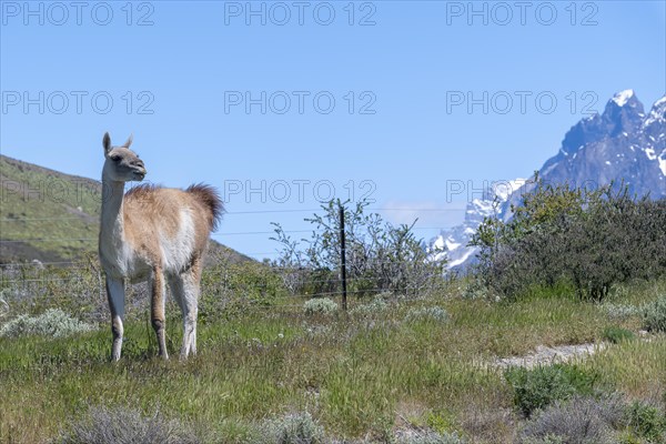 Guanaco (Llama guanicoe), Huanako, Torres del Paine National Park, Patagonia, End of the World,