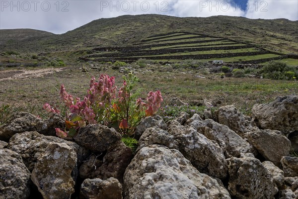 Landscape on Lanzarote, in the foreground bladder dock (Rumex vesicarius), Lanzarote, Canary