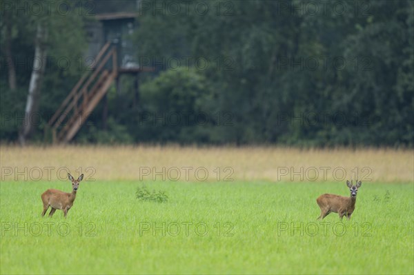 European roe deer (Capreolus capreolus), buck and doe in rut, leaf time, in a meadow, behind a high