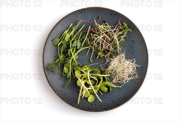 Blue ceramic plate with microgreen sprouts of green pea, sunflower, alfalfa, radish isolated on