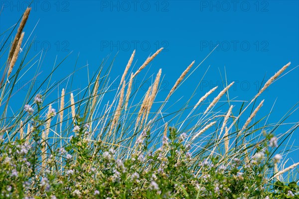 European marram grass (Ammophila arenaria), leaves and panicles with seeds, grasses, erosion