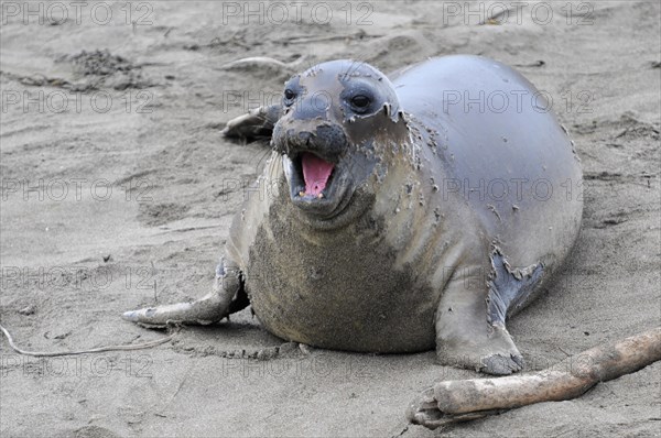 California sea lions, Adult and subadult male California sea lion (Zalophus californianus),