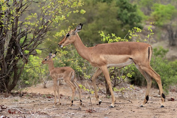 Black Heeler Antelope, (Aepyceros melampus), adult, female, young animal, mother with young animal,