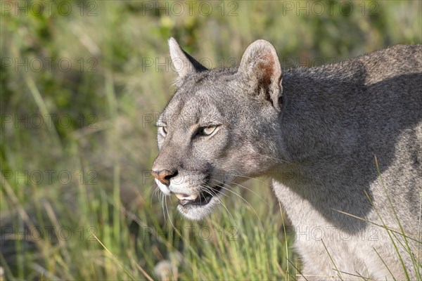 Cougar (Cougar concolor), silver lion, mountain lion, cougar, panther, small cat, animal portrait,