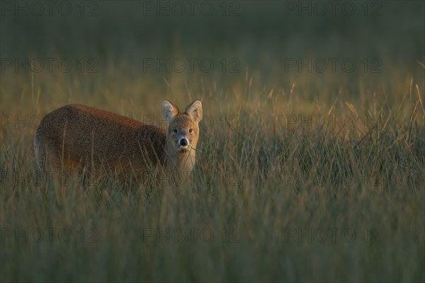 Chinese water deer (Hydropotes inermis) adult amongst marshland grasses, Suffolk, England, United
