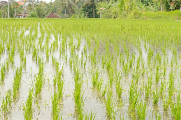 Rice terraces, Campuhan ridge walk, Bali, Indonesia, track on the hill with grass, large trees,