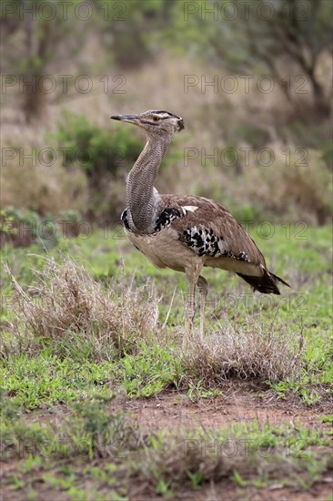 Kori bustard (Ardeotis kori), adult, running, foraging, vigilant, Kruger National Park, Kruger