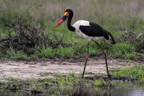 Saddle-billed stork (Ephippiorhynchus senegalensis), adult, foraging, at the water, Kruger National