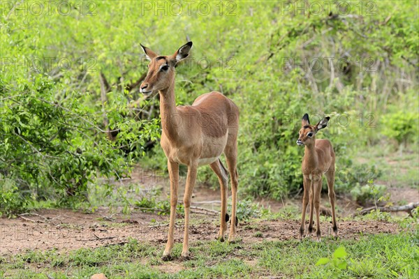 Black Heeler Antelope, (Aepyceros melampus), adult, female, young animal, mother with young animal,
