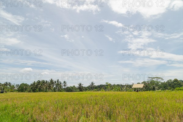 Rice fields in countryside, Ubud, Bali, Indonesia, green grass, large trees, jungle and cloudy sky.