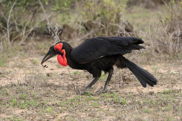 Southern ground hornbill (Bucorvus leadbeateri), adult, foraging, feeding, with prey, alert, Kruger