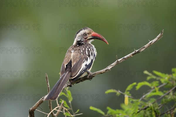 Red-billed hornbill (Tockus erythrorhynchus), adult, on wait, Kruger National Park, Kruger National