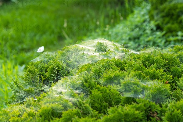 Thuja Occidentalis, western red cedar shrub with beautiful spider net in sunlight in the garden,
