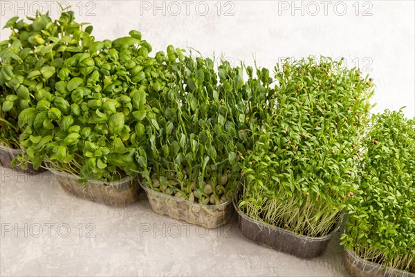 Set of boxes with microgreen sprouts of green basil, pea, cilantro, sunflower, watercress on gray