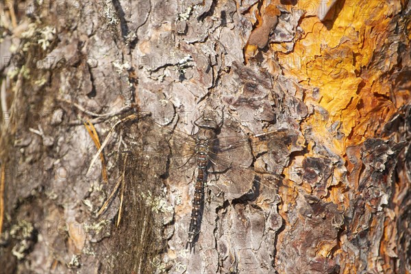 Zigzag Darner (Aeshna sitchensis) sitting on a spruce, dragonfly, close-up, nature photograph,