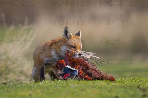 Red fox (Vulpes vulpes) adult animal carrying a dead Common Pheasant (Phasianus colchicus),