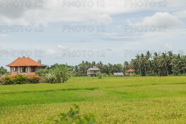 Rice fields with house in countryside, Ubud, Bali, Indonesia, green grass, large trees, jungle and