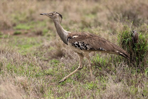 Kori bustard (Ardeotis kori), adult, running, foraging, vigilant, Kruger National Park, Kruger