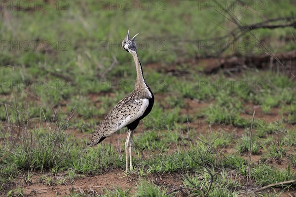 Red-crested Bustard, (Lophotis ruficrista), adult, calling, Kruger National Park, Kruger National