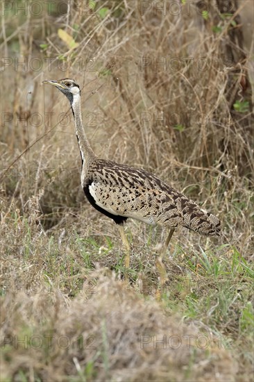 Black-bellied bustard (Lissotis melanogaster), adult, male, foraging, alert, Sabi Sand Game