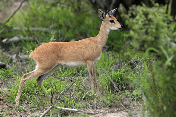 Steenbok (Raphicerus campestris), adult, male, foraging, vigilant, dwarf antelope, Kruger National