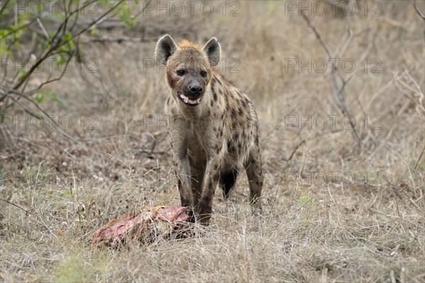 Spotted hyena (Crocuta crocuta), adult, with prey, Sabi Sand Game Reserve, Kruger National Park,