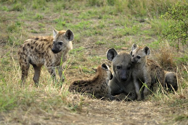Spotted hyena (Crocuta crocuta), adult, young, mother with young, at the den, social behaviour,