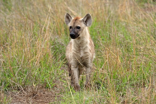 Spotted hyena (Crocuta crocuta), half-grown juvenile, alert, Kruger National Park, Kruger National