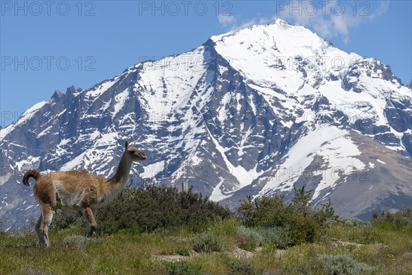 Guanaco (Llama guanicoe), Huanako, Torres del Paine National Park, Patagonia, End of the World,