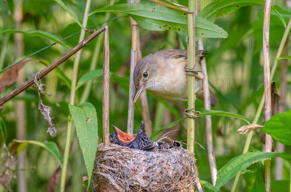 Reed warbler (Acrocephalus scirpaceus) feeding a common cuckoo (Cuculus canorus), Bas-Rhin, Alsace,